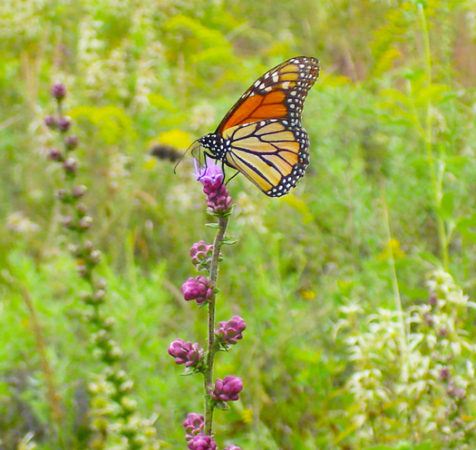 #monarchhabitat