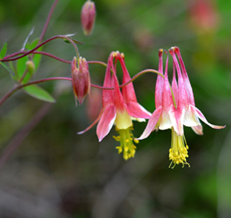 #nativeplants